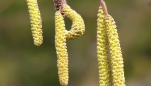 Walnut earrings for alcohol tincture